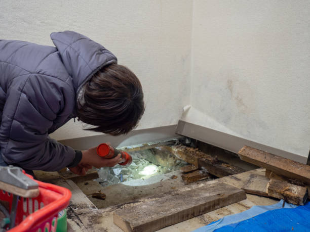 Best Commercial Mold Inspection  in Herington, KS