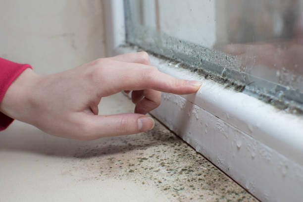 Best Dehumidification Services  in Herington, KS